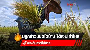 1 day ago · เช็ค เงินประกันราคาข้าวปี 64/65 ล่าสุดวันนี้ ธ.ก.ส. Kka6mflijlvfcm
