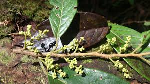 Image result for Metteniusaceae