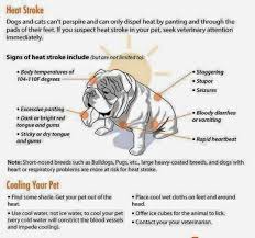 Heatstroke In Your Pet Bulldogs Overheat All Pets Can Have Heatstroke Heat Stroke In Dogs Dog In Heat Dogs