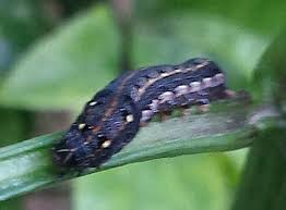 Identifying Australian Caterpillars