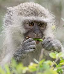 Image result for Tricalysia pallens