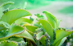 Diagnose ailing plants and bring them back to health. 6 Peculiar Mother Of Thousands Varieties Succulent Alley