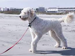 Although golden labrador is the most popular name for this designer dog breed, they are also sometimes referred to as a goldador or a goldador retriever. Goldendoodle Wikipedia