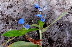 Image result for Commelina diffusa