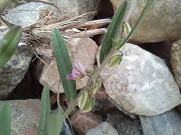 Image result for Polygala erioptera