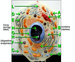Most of the cells size range between 1 and 100 micrometers and are visible only with the microscope. Animal Cell Parts