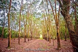 Usually all of them are in a form of pattern and knowing them well helps. Pokok Getah In English