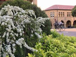 Image result for Leptospermum laevigatum