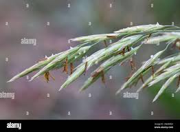 Image result for Bromus leptoclados