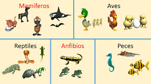Los animales vertebrados solo representan alrededor de un 5% del total del reino animal. Animales Vertebrados Concepto Caracteristicas Tipos Y Ejemplos