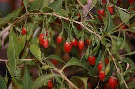 Get healthy and feel good. Sweet Lifeberry Goji Berry Lycium Barbarum Sweet Lifeberry At Wasco Nursery Goji Berries Berry Plants Goji
