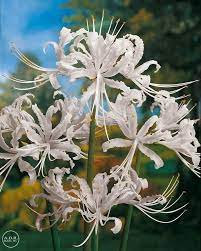 Lycoris Albiflora Bulbs White Spider Lily Size Size 11 12 Rare Red Spider Lily Lily Wallpaper Lily Bulbs