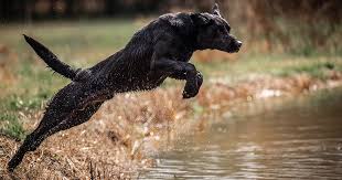 New and used items, cars, real estate, jobs, services looking for a female lab (smaller sized), medium size labradoodle, or lab mix puppy for loving home. The Two Labrador Retrievers Delta Waterfowl