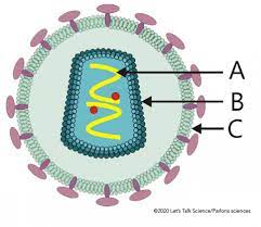 Virus, infectious agent of small size and simple composition that can multiply only in living cells of animals, plants, or bacteria. Introduction To Viruses Let S Talk Science