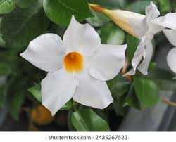 Image result for dipladenie amonea