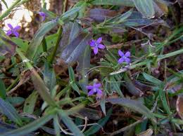 Image result for Oldenlandia cana