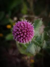 Image result for Sphaeranthus