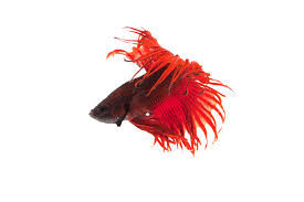 Crowntail dragonscale betta male lrg. Crowntail Betta Betta Splendens Family Care Guide Aquariadise
