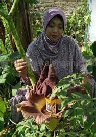 Sketsa bunga raflesia berikut ini cukup sederhana dan cara pembuatannya pun mudah sekali. Dalam Semalam Bunga Bangkai Muncul Dan Mekar Dengan Bau Menyengat Radar Pekalongan Online