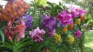 17899 sw 280th st, homestead, fl 33031. Exotic Plant Orchid Sale At Mounts On Sept 16 17 Town Crier Newspaper