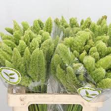 Image result for Setaria italica