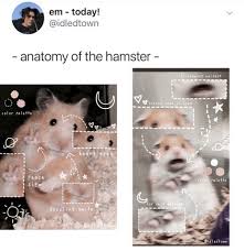 Em Today Anatomy Of The Hamster Screaming Noises Scared Look In Eyes Color Palette Heart Eyes Peace I Si9 Color Palette For Self Dazzling Smile Idedtown Hamster Meme On Ballmemes Com