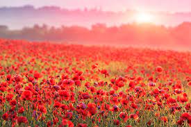 Voir plus d'idées sur le thème bouquet de coquelicots, coquelicots, peinture. La Fleur De Coquelicot Dans Le Langage Des Fleurs Eclosion
