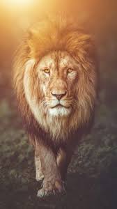 Download wallpapers lion for desktop and mobile in hd, 4k and 8k resolution. Beautiful Lion Wallpapers Wallpaper Cave