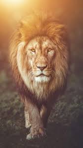 Check spelling or type a new query. Beautiful Lion Wallpapers Wallpaper Cave
