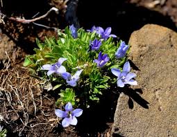 Image result for Craterocapsa