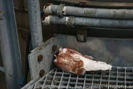 Die vögel brüten meist in wäldern, aber auch in ortschaften. Stadttaube Steckbrief Brutverhalten Gewicht Bilder Referat