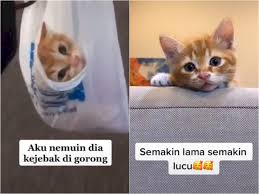 # kumpulan kucing lucu & imuet# kumpulan kucing pintar# kumpulan video kucing tikto#. Berita Terkait Dengan Video Kucing Lucu Indozone Id