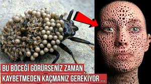 Gorunce Kacmaniz Gereken Dunyadaki En Tehlikeli 6 Bocek Turu Bocek Orangutan Ale