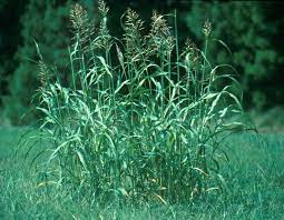 Alexandergrass Creeping Signalgrass Brachiaria Plantaginea Summer Annual With Prostrate Creeping Smooth Stem Rooting Clematis Lawn And Garden Tall Fescue