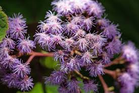 Image result for Bartlettina