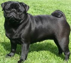 Pug Vs Mastiff Black Pug Pug Dog Pictures Black Pug Puppies