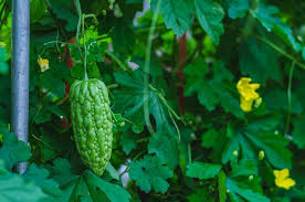 Gourd varieties like ridge gourd, bitter gourd and snake gourd are some of the popular do not have space to grow your own vegetables.? Bitter Melon Best Varieties Growing Guide Care Problems And Harvest