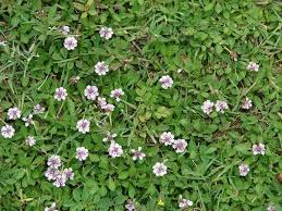 Image result for Phyla nodiflora
