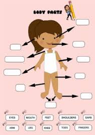 It is very normal for children to want to know more about their bodies. Ejercicios De Body Parts Online O Para Imprimir