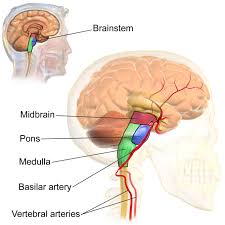 The Brain Stem Boundless Anatomy And Physiology