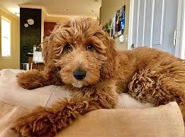 In a large bowl, combine flour, oats, baking powder, pumpkin, apple sauce, vegetable oil and eggs. 5 Doodle Breeds You Need To Get On Your Radar Asap Doodle Dog Breeds Doodle Breeds Sheepadoodle Puppy