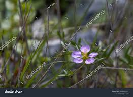 Image result for Fagonia