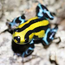 Dartfrogconnectionさんはinstagramを利用しています Ranitomeya Sirensis Highland Dartfrogconnection Dfc Dfcnews Dfc Frog And Toad Funny Frogs Reptiles And Amphibians