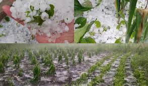 113 просмотров 1 месяц назад. Ministerul Agriculturii SolicitÄƒ Guvernului In Demisie 47 De Milioane De Lei Din Fondul De RezervÄƒ Pentru Compensarea Prejudiciilor Inregistrate In Urma PrecipitaÈ›iilor Din Ultimele Zile Ziarul De GardÄƒ