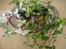 They prefer bright, indirect light. Wandering Jew Plant Inch Plant Tradescantia Zebrina Zebrina Pendula Guide Our House Plants
