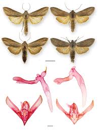 Image result for Cucullia umbratica