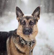 A variety of factors impact whether or not it is too cold for your dog to go out walking. How Cold Is Too Cold For Your Dog Pedigree Foundation