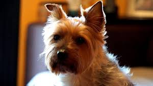 Their size makes them easy to bathe, and their color hides any dirt that you haven't yet managed to brush or bathe away. Tan Long Haired Small Dog Free Image Peakpx