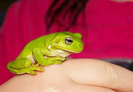 Even so, if you decide to adopt an australian green tree frog as a pet you should pay attention to a particularly important element in their basic care: White S Tree Frog Care What You Need To Know