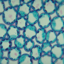The water that a plant takes in is held in the cell vacuoles and learn even more about plants by studying different sections of real leaves. Typical Plant Cells Sec Thin Microscope Slide Carolina Com